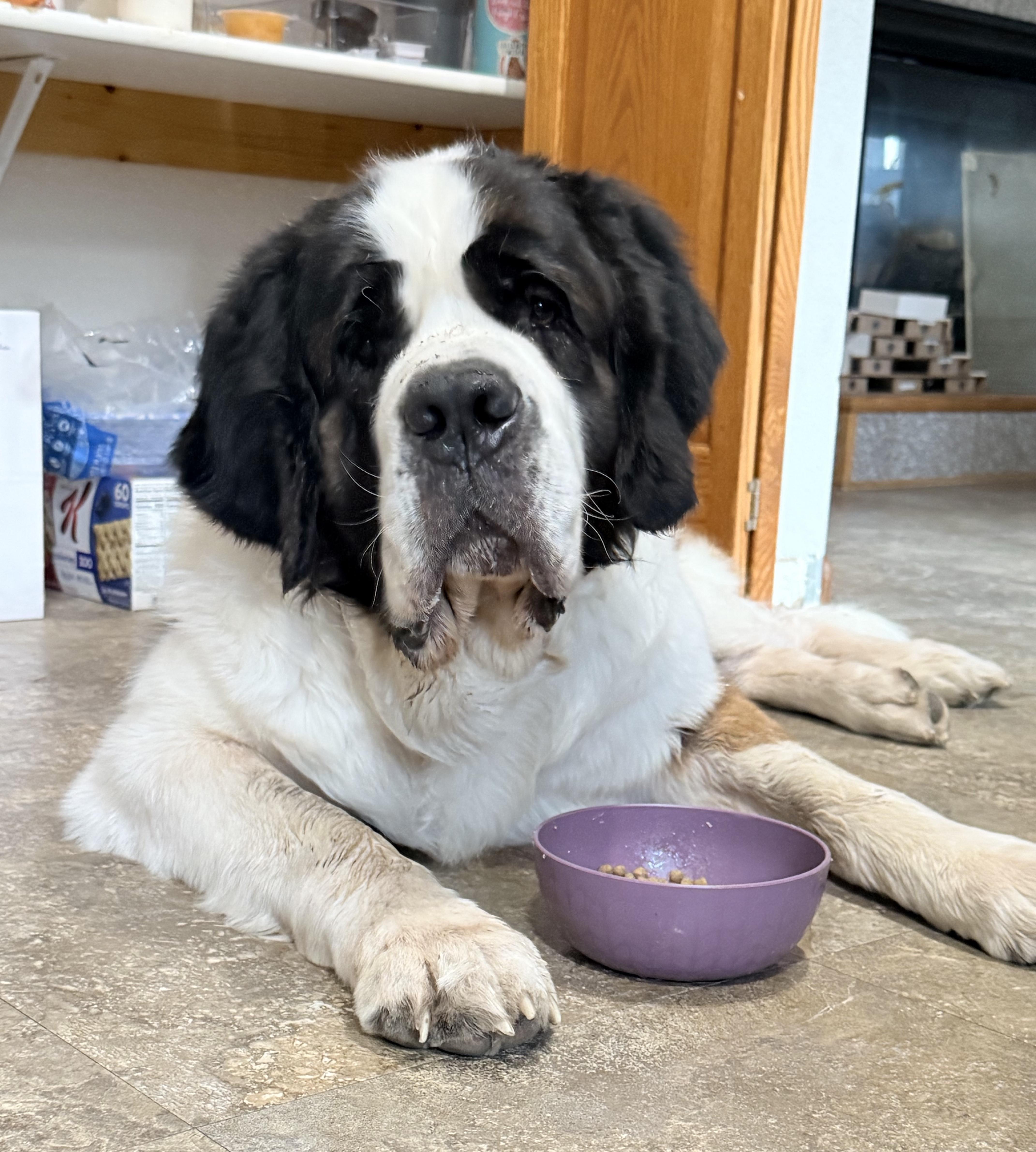 SHADE, adopted, Adult Male Saint Bernard.