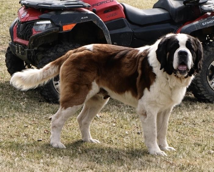 Enlarge SHADE, an adopted Saint Bernard in Lake City, MN image 2/2