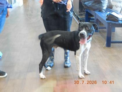 Enlarge Chance, a Adoptable mixed breed in North Richland Hills, TX image 1/1