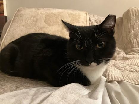 Enlarge Socks, a Adoptable Domestic Short Hair in Seven Valleys, PA image 1/6