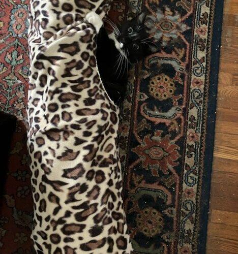 Enlarge Socks, a Adoptable Domestic Short Hair in Seven Valleys, PA image 2/6