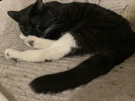 Enlarge Socks, a Adoptable Domestic Short Hair in Seven Valleys, PA image 5/6