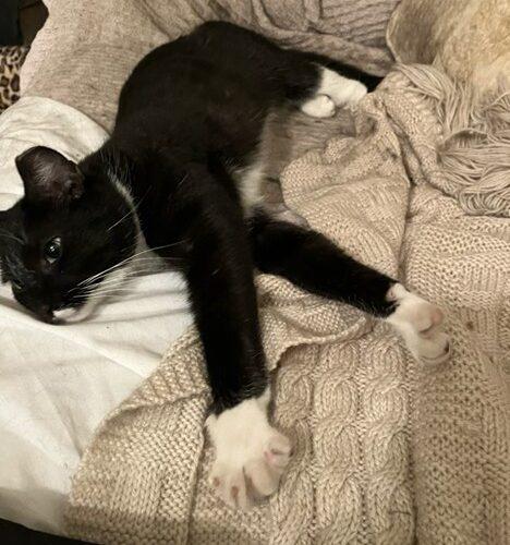 Enlarge Socks, a Adoptable Domestic Short Hair in Seven Valleys, PA image 6/6