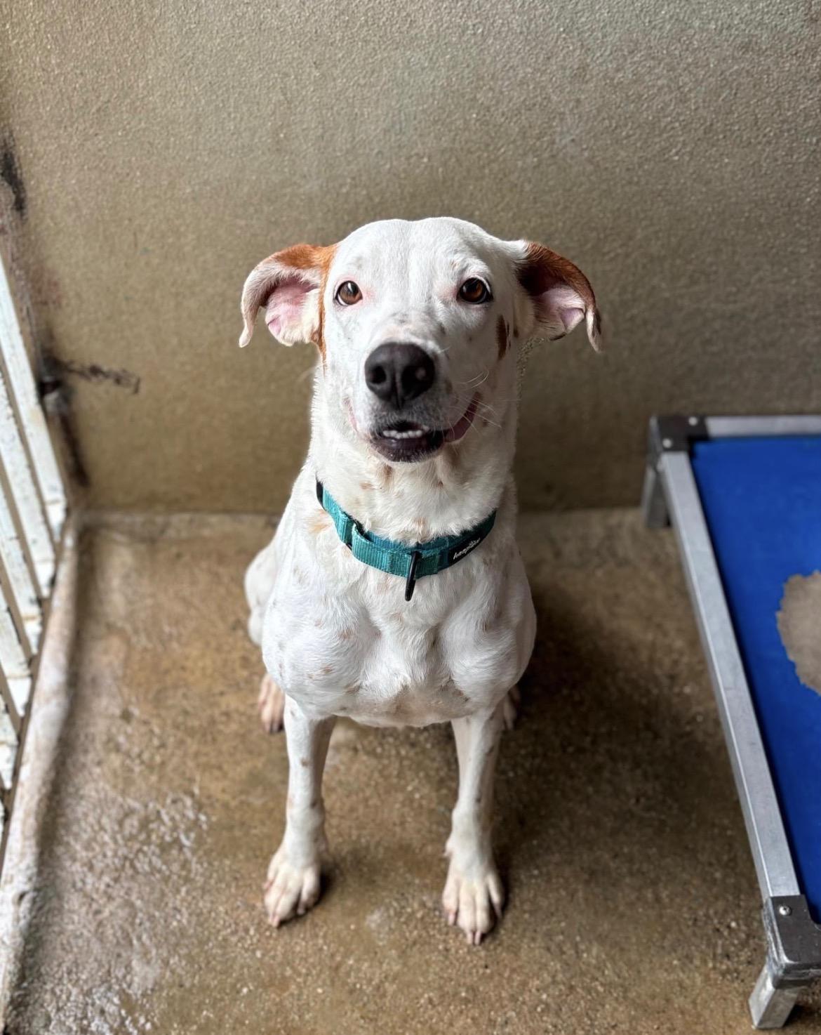Blanca, a Adoptable mixed breed in Loiza, PR image 1/3