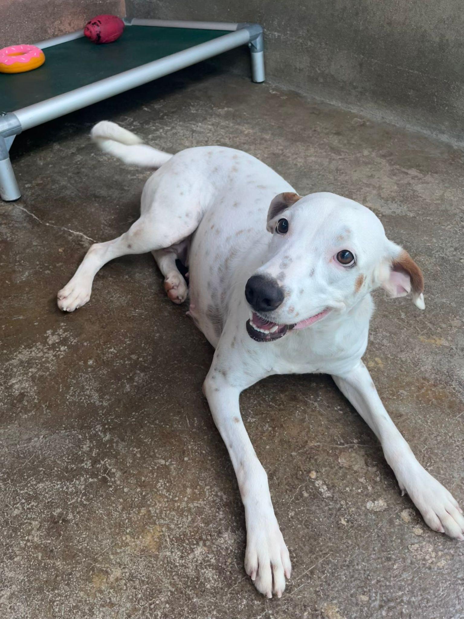 Enlarge Blanca, a Adoptable mixed breed in Loiza, PR image 1/2
