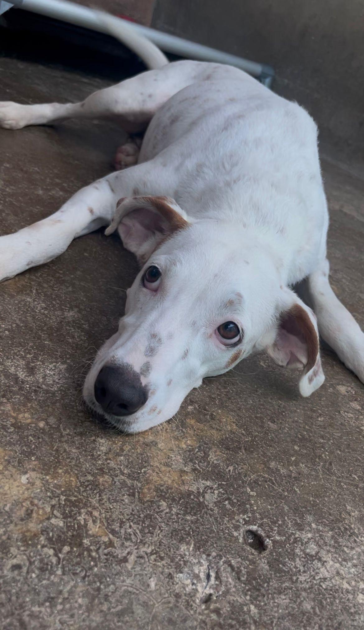 Enlarge Blanca, a Adoptable mixed breed in Loiza, PR image 2/2
