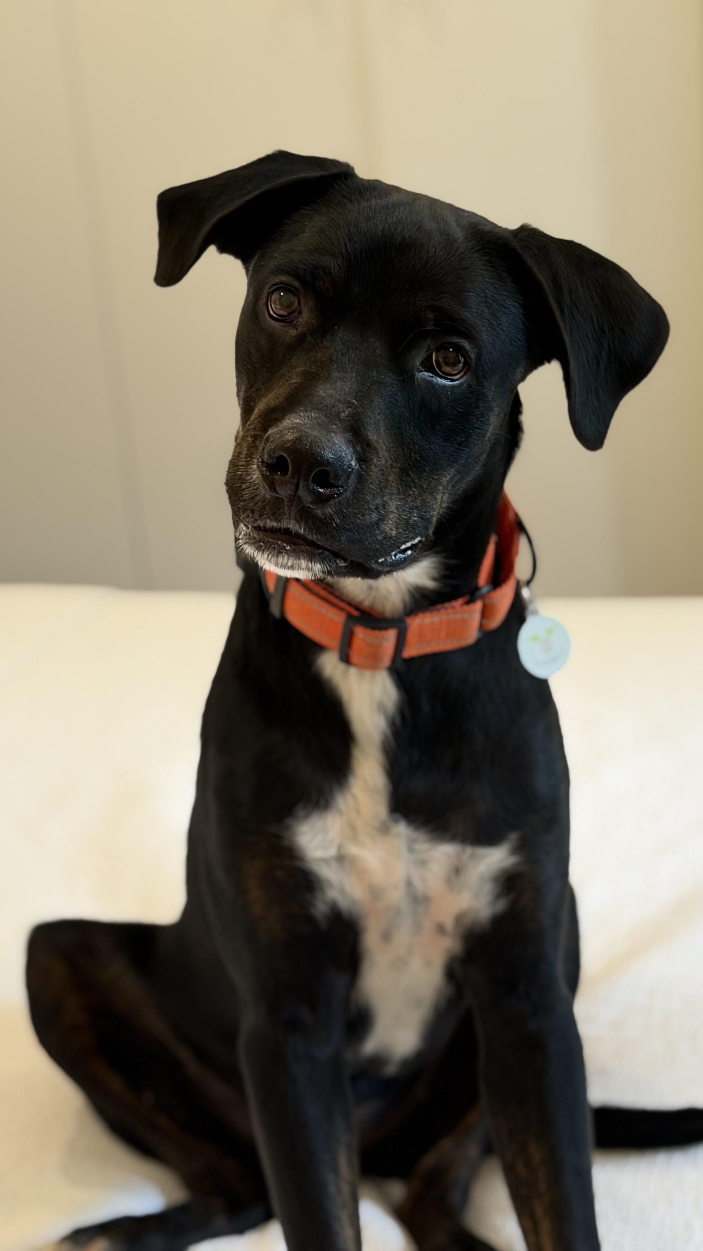 Enlarge Docile Desi, a Adoptable mixed breed in Blairstown , NJ image 2/5