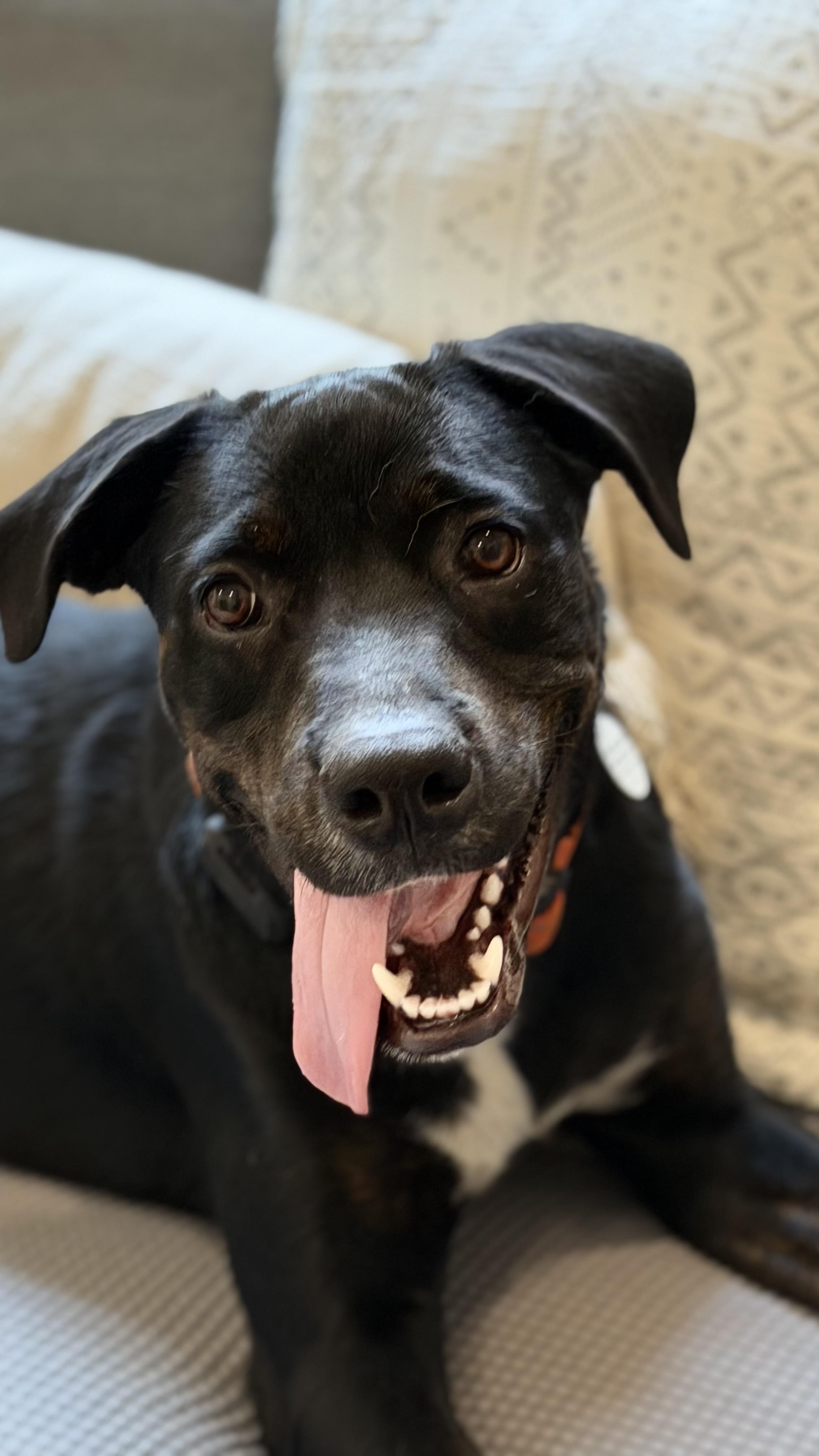 Enlarge Docile Desi, a Adoptable mixed breed in Blairstown , NJ image 3/5