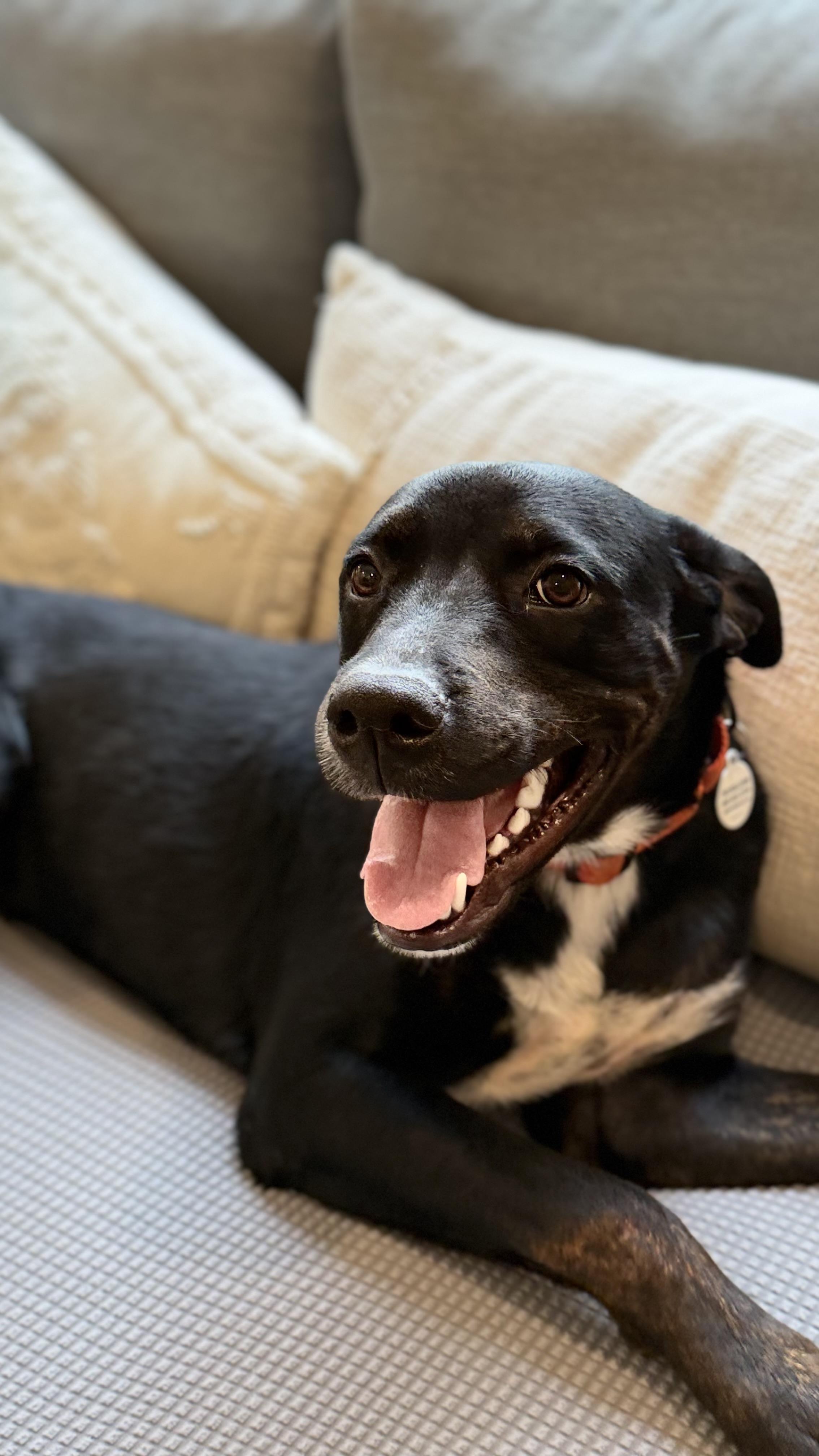 Enlarge Docile Desi, a Adoptable mixed breed in Blairstown , NJ image 5/5