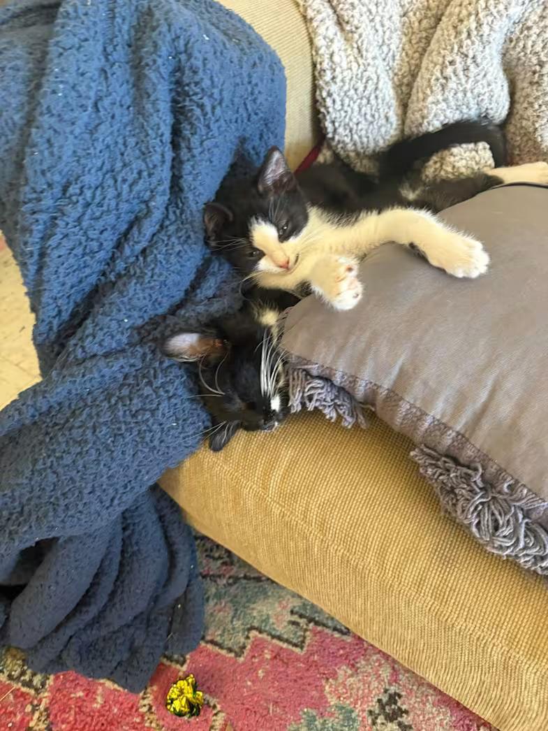 Enlarge Skeeter, a Adopted Domestic Short Hair in Monterey, VA image 4/4