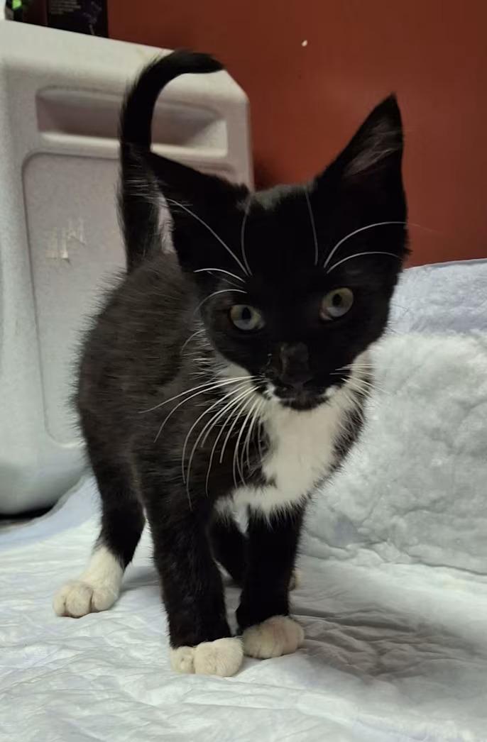 Enlarge Skeeter, a Adopted Domestic Short Hair in Monterey, VA image 1/4