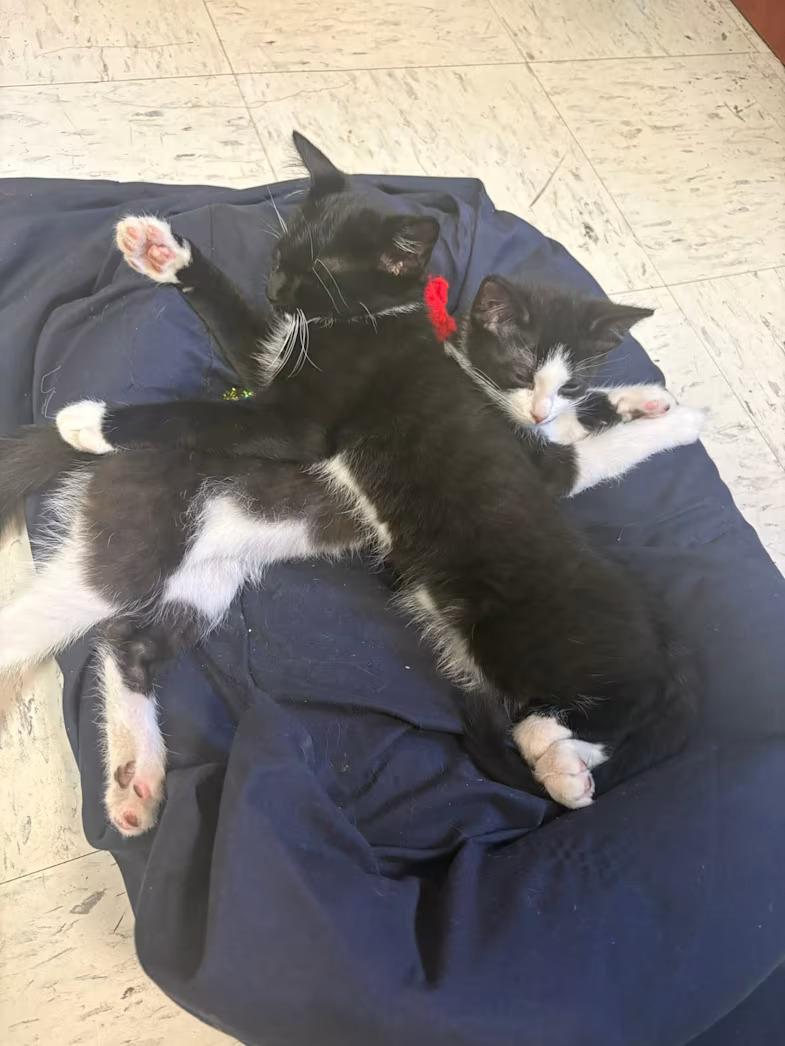 Enlarge Skeeter, a Adopted Domestic Short Hair in Monterey, VA image 2/4