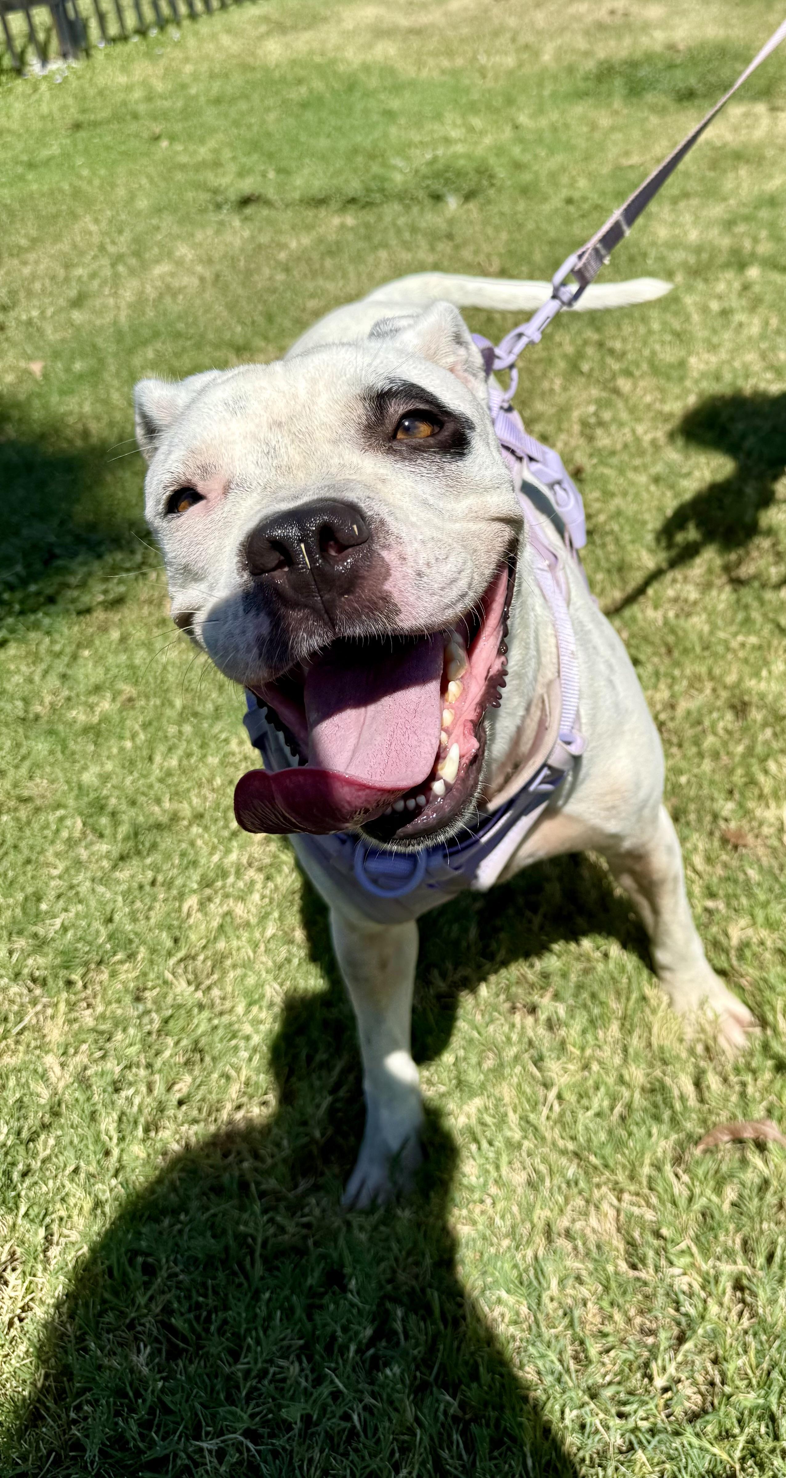 Lyra, a Adoptable mixed breed in Uvalde, TX image 2/4