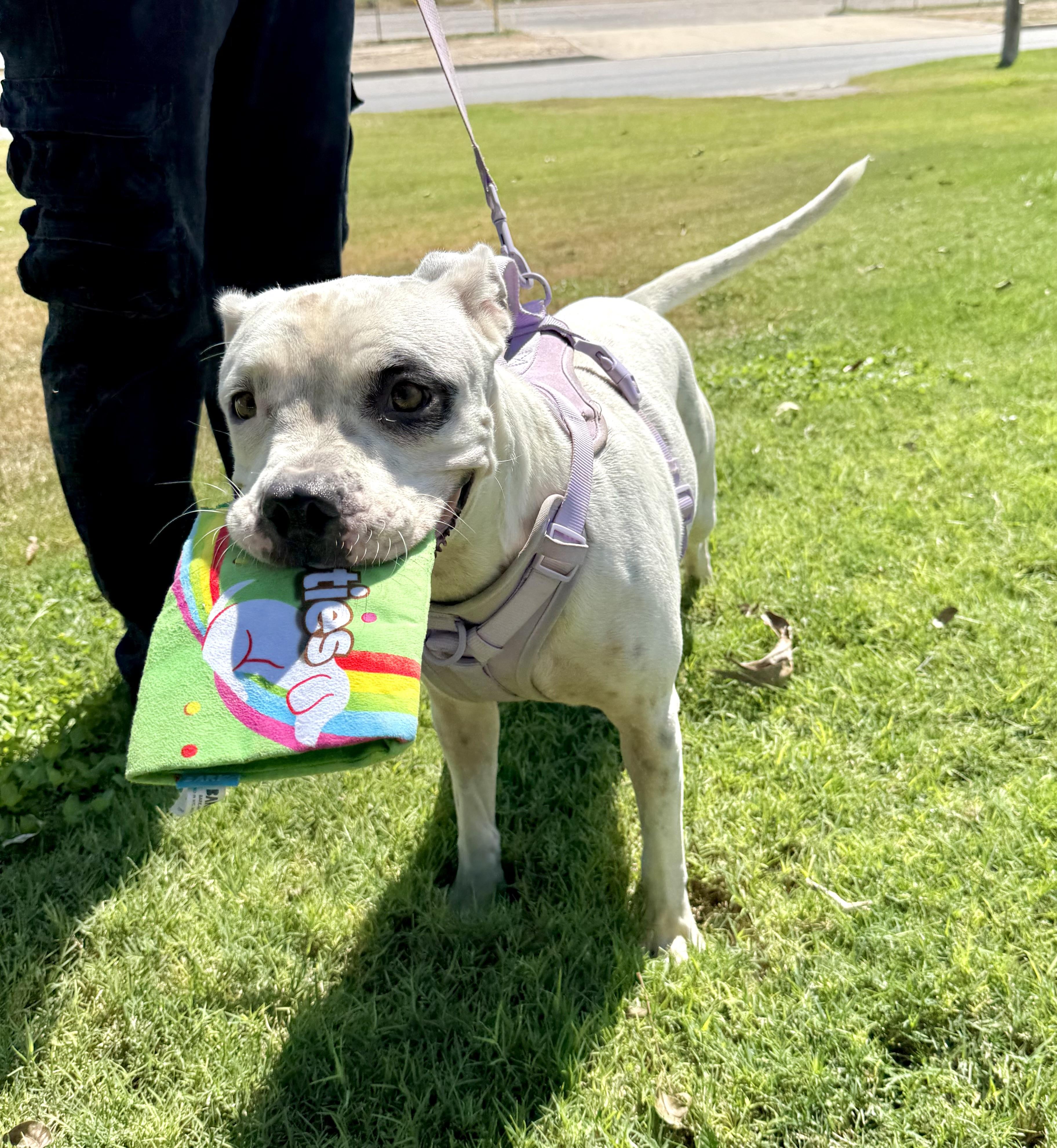 Lyra, a Adoptable mixed breed in Uvalde, TX image 4/4