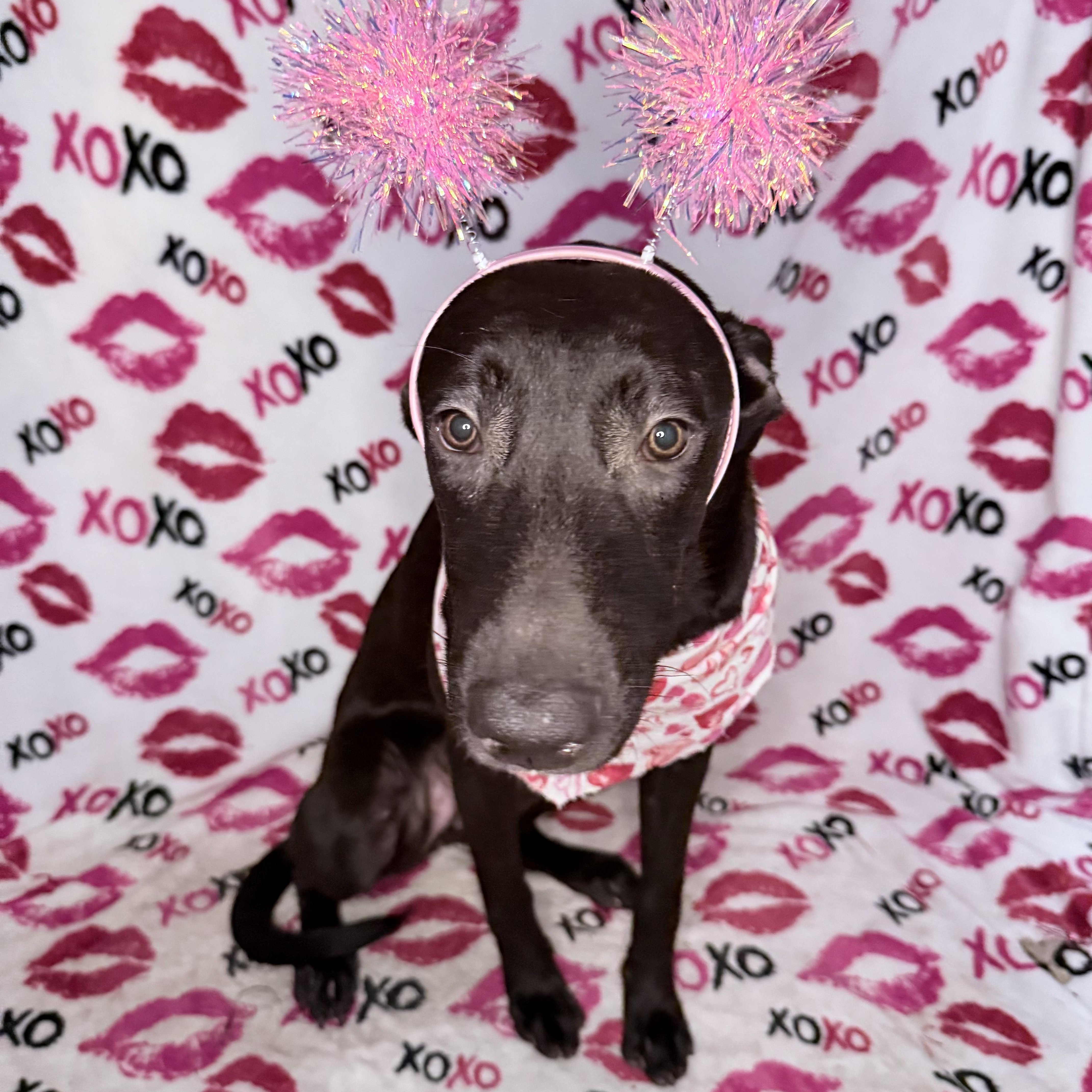 Hibiscus, an adoptable Shepherd in Key West, FL, 33040 | Photo Image 1