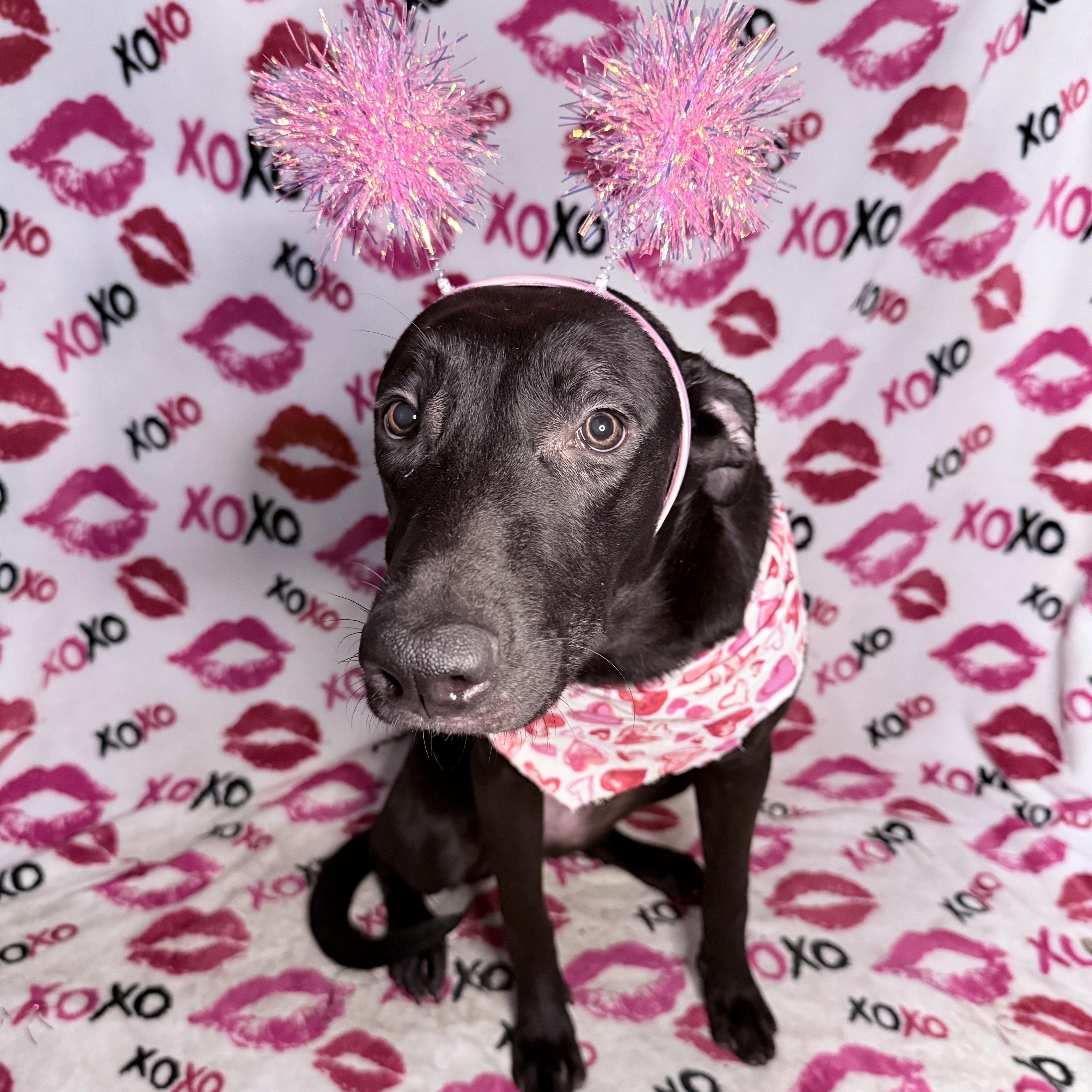 Hibiscus, an adoptable Shepherd in Key West, FL, 33040 | Photo Image 3