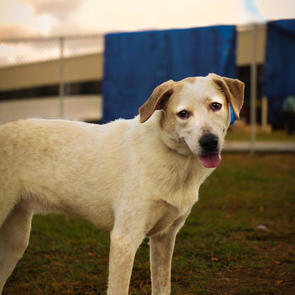 Solensia, Adoptable, Adult Female Mixed Breed.
