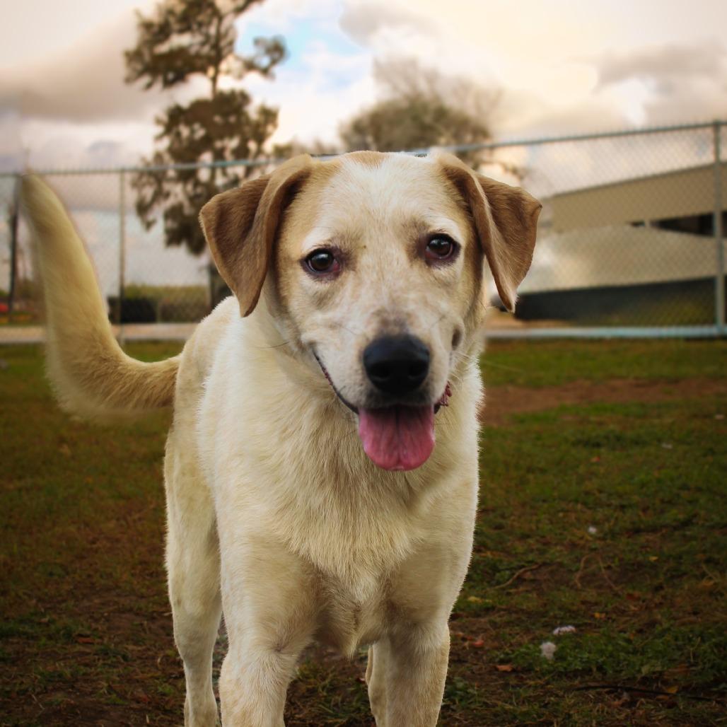 Enlarge Solensia, a Adoptable Mixed Breed in Lake Jackson, TX image 2/4