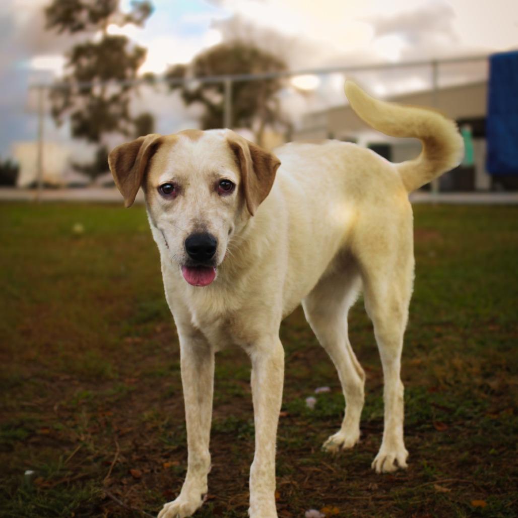Enlarge Solensia, a Adoptable Mixed Breed in Lake Jackson, TX image 3/4