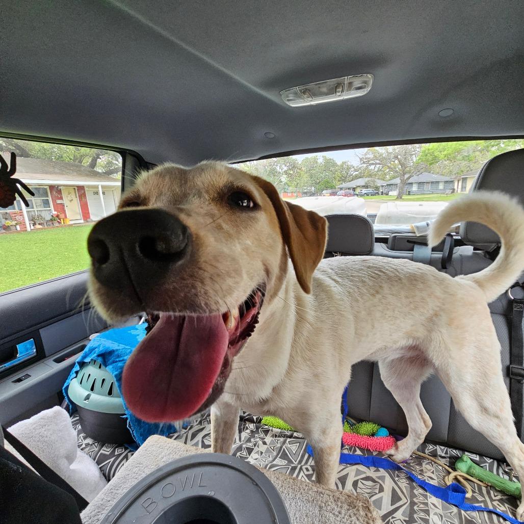 Enlarge Solensia, a Adoptable Mixed Breed in Lake Jackson, TX image 4/4