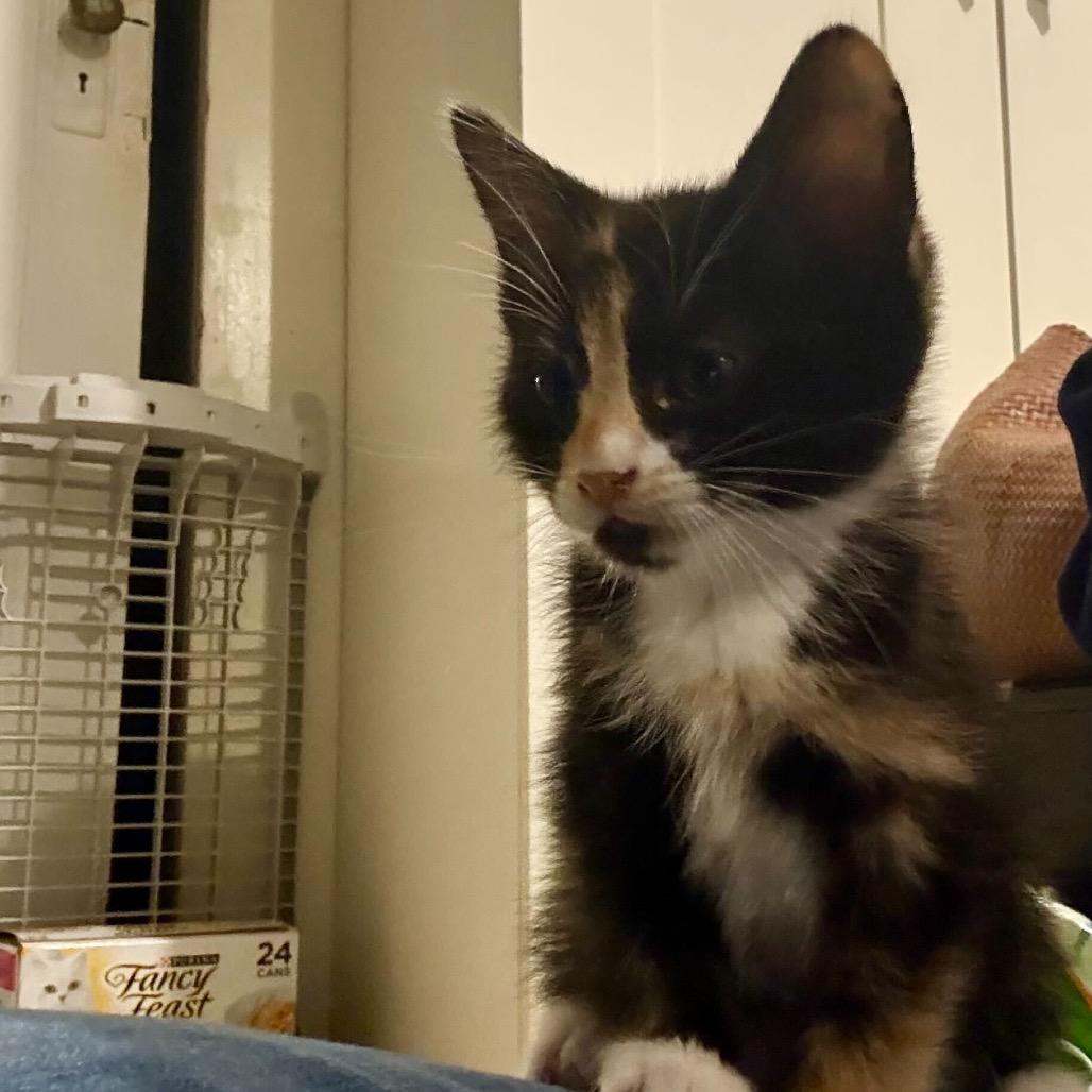 Delilah, Adoptable, Kitten Female Domestic Short Hair.