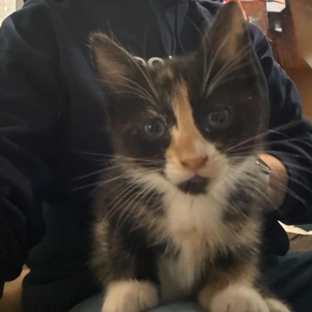 Enlarge Delilah, a Adoptable Domestic Short Hair in Belleville, IL image 2/4