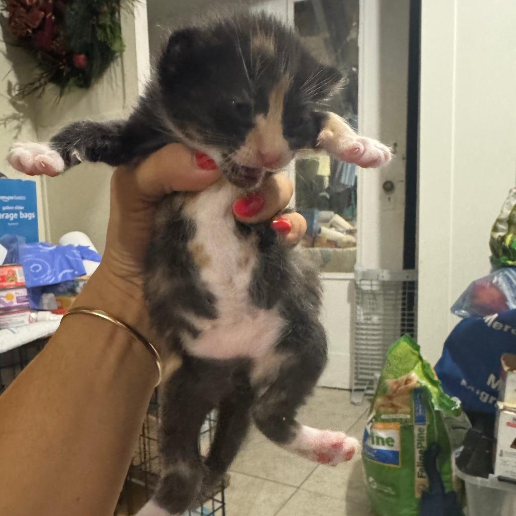 Enlarge Delilah, a Adoptable Domestic Short Hair in Belleville, IL image 3/4