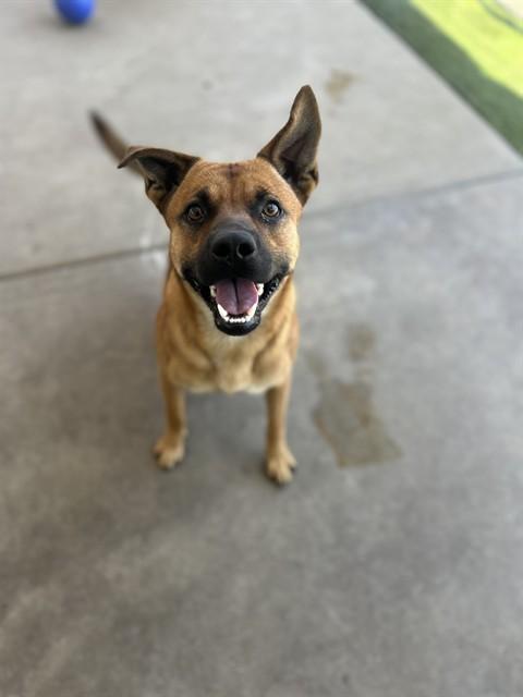 RANGER, Adoptable, Young Male Black Mouth Cur & Mixed Breed.