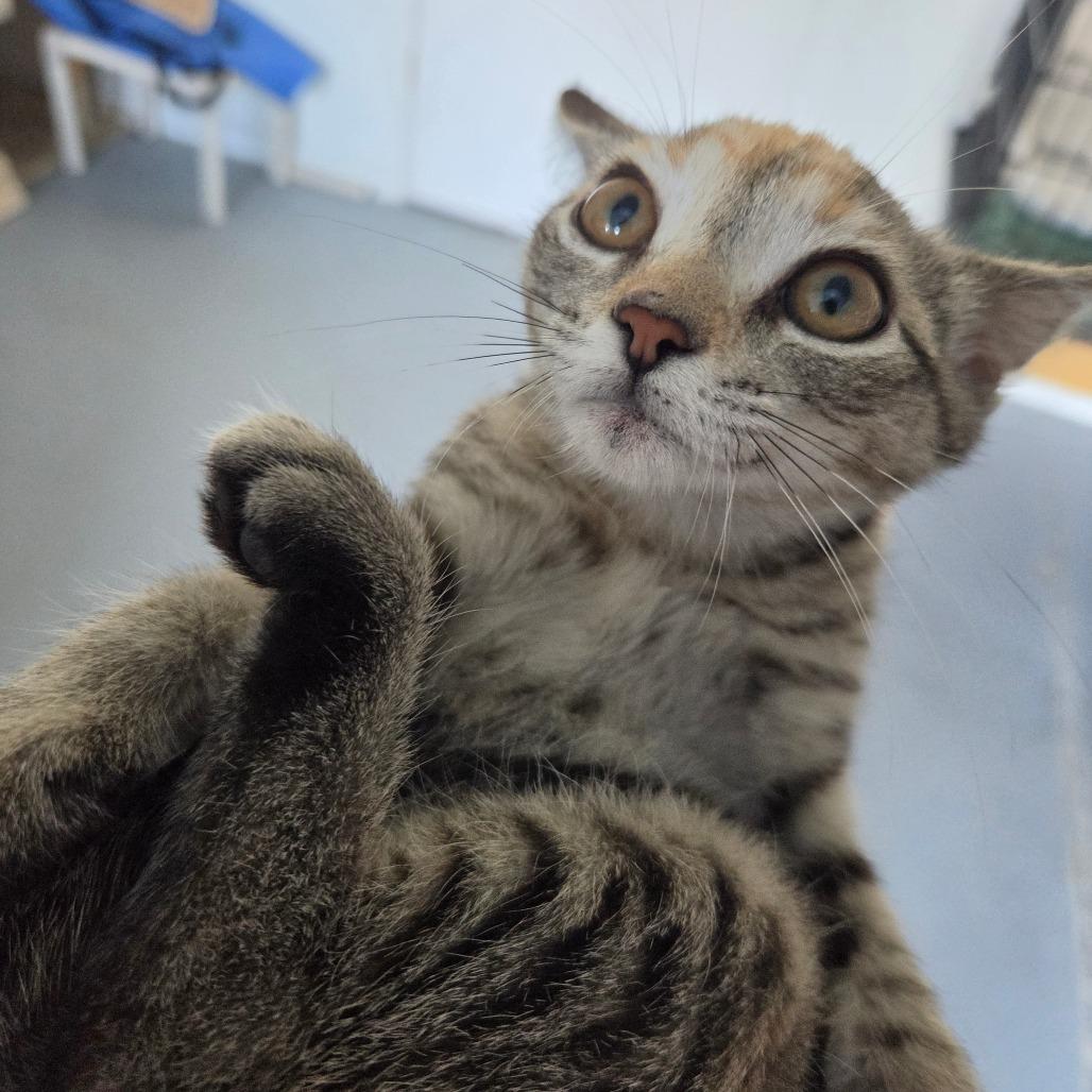 Enlarge LeToya, a Adoptable Domestic Short Hair in Clarksdale, MS image 1/2
