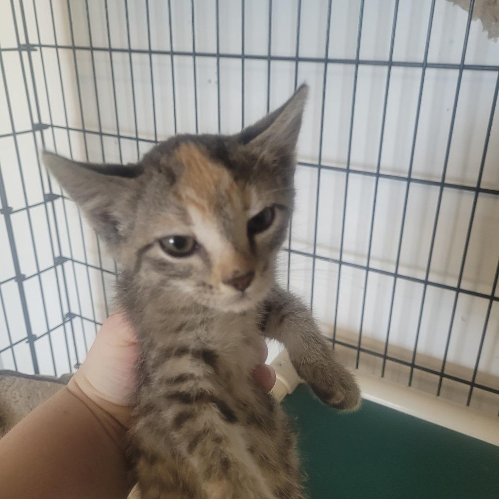 Enlarge LeToya, a Adoptable Domestic Short Hair in Clarksdale, MS image 2/2
