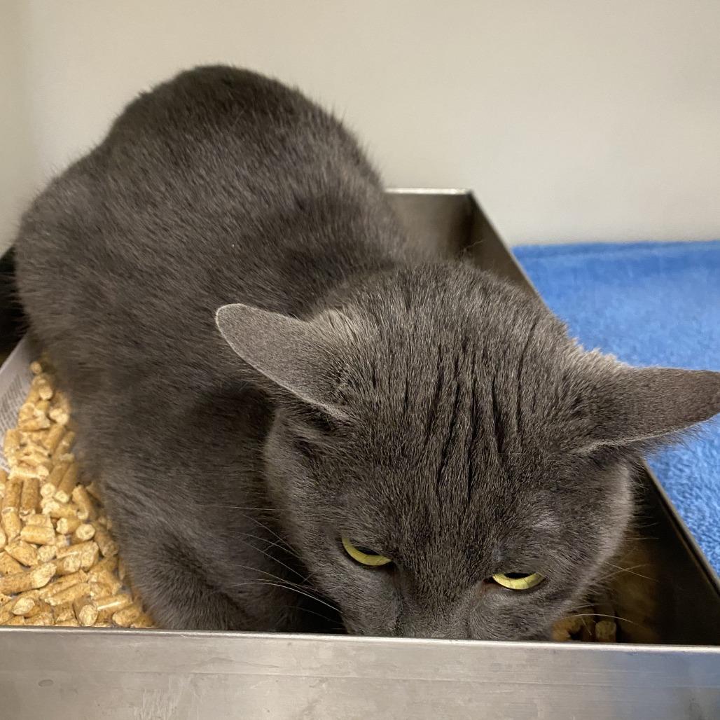 Enlarge Medusa, a Adoptable Domestic Short Hair in Harrisonburg, VA image 1/2