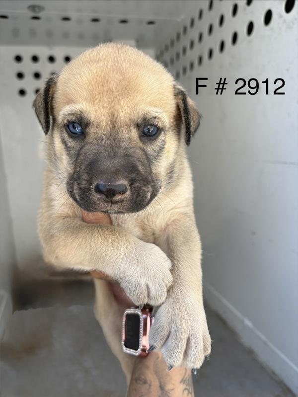 Cruz, Adoptable, Puppy Female Siberian Husky.
