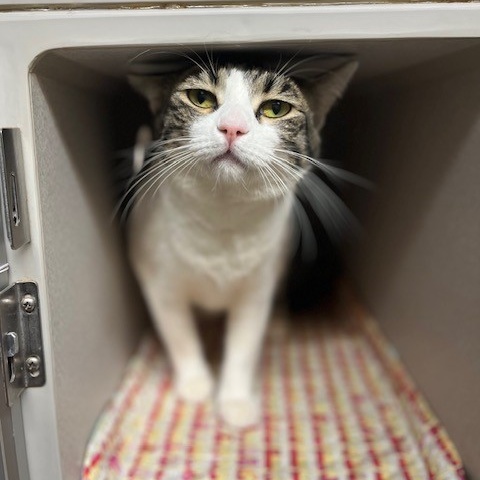 Enlarge Bobo, a Adopted Domestic Short Hair in Redding, CA image 1/2