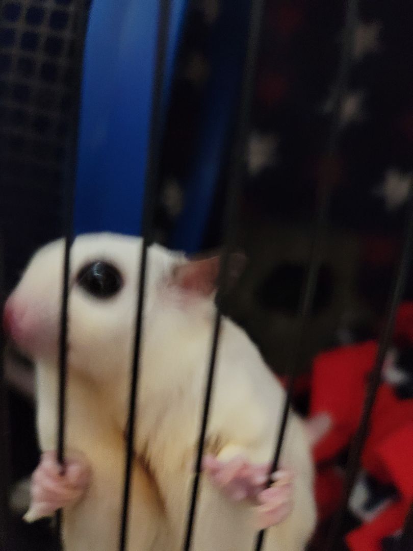 Enlarge Big Boy, a Adoptable Sugar Glider in Poughkeepsie, NY image 1/2
