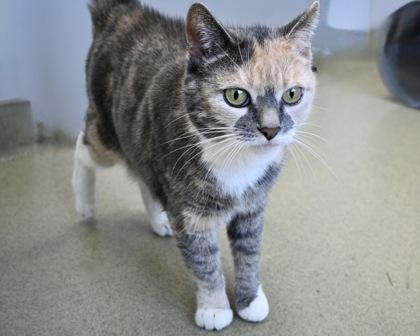 Bella, Adoptable, Adult Female Domestic Short Hair.