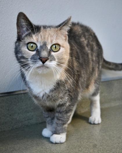 Enlarge Bella, a Adoptable Domestic Short Hair in West Seneca, NY image 2/3