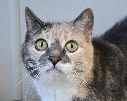 Enlarge Bella, a Adoptable Domestic Short Hair in West Seneca, NY image 3/3