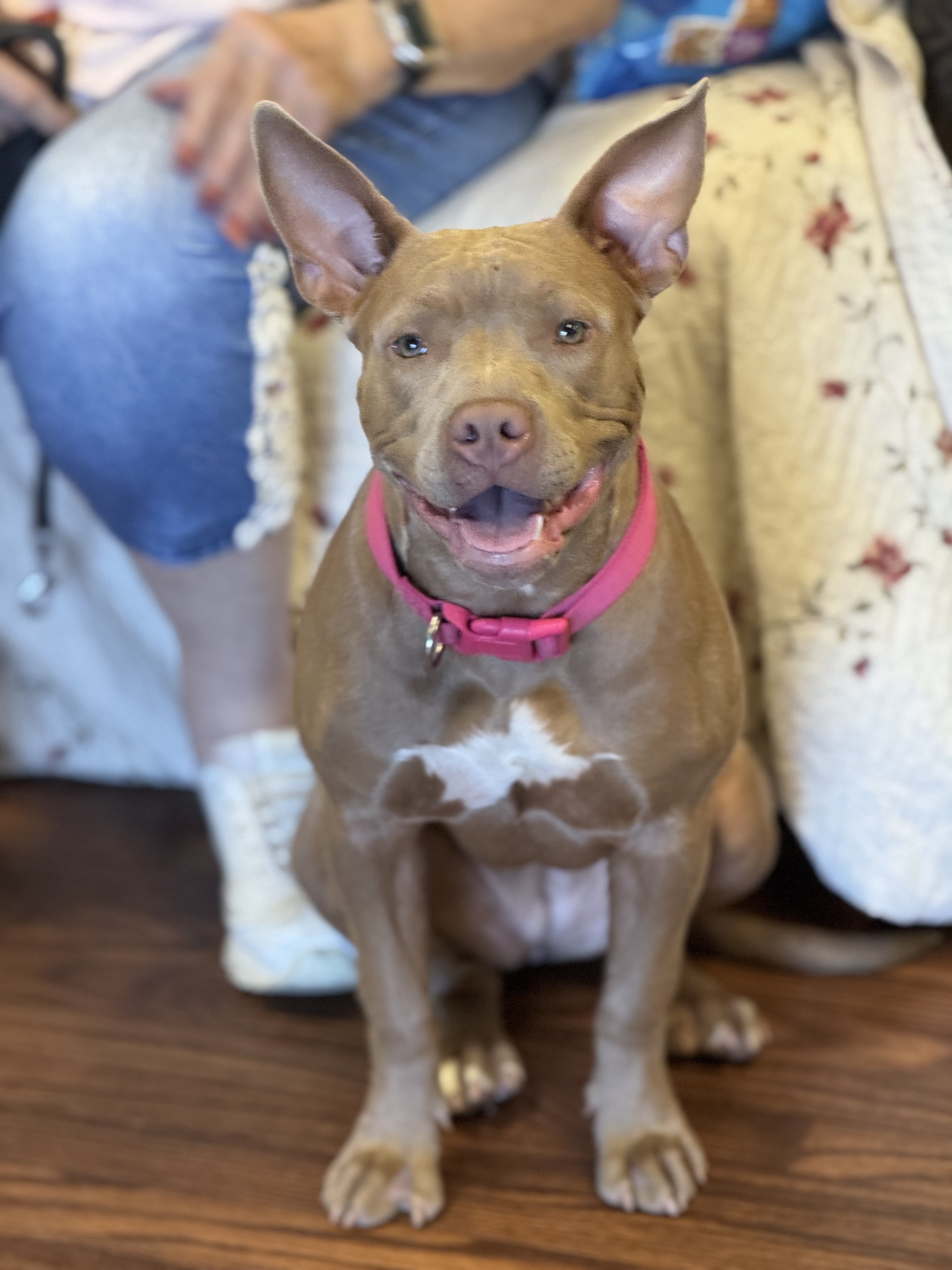 Holly 0224, Adoptable, Adult Female Pit Bull Terrier.