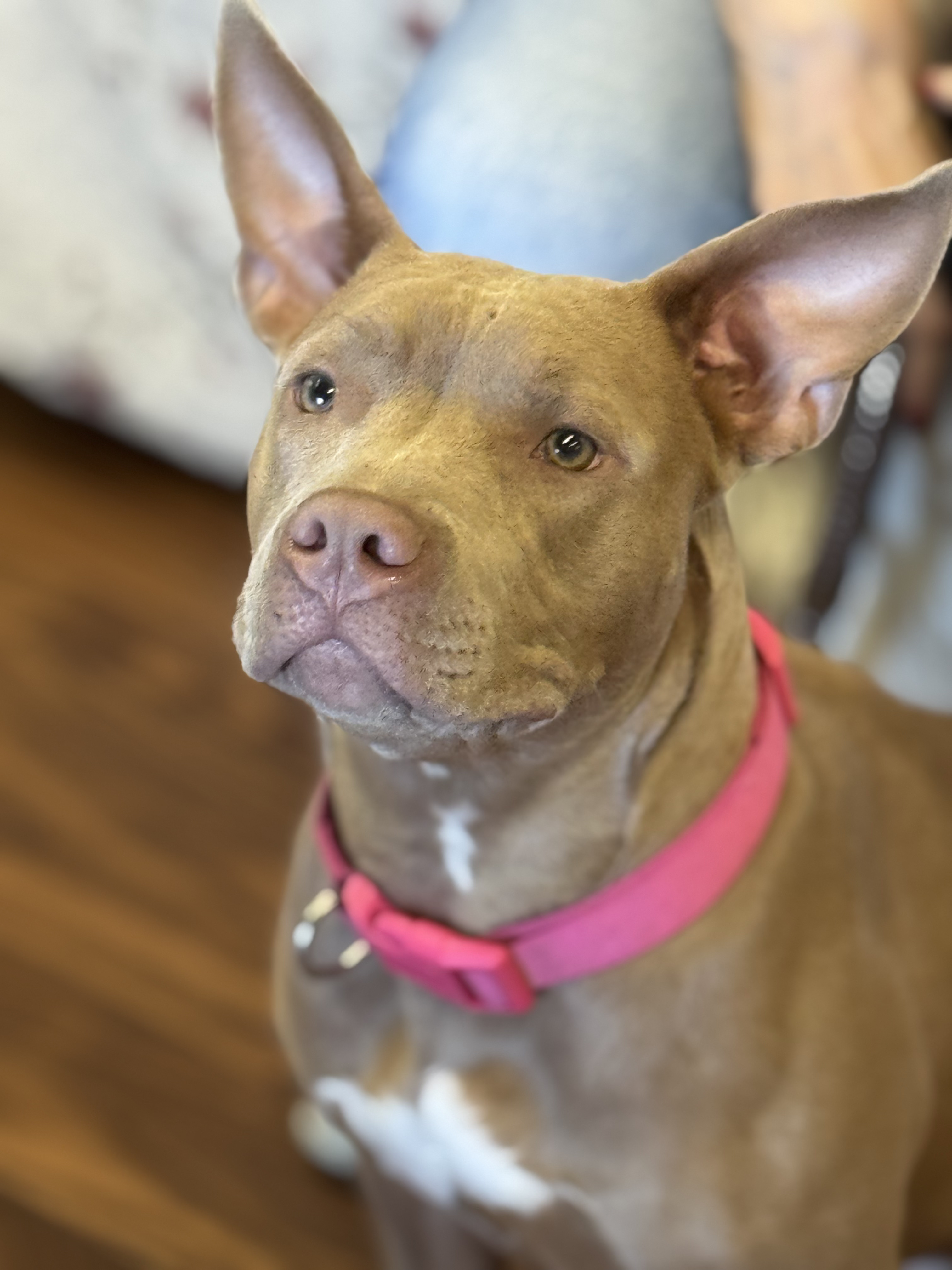 Enlarge Holly 0224, a Adoptable mixed breed in Sonora, CA image 2/6