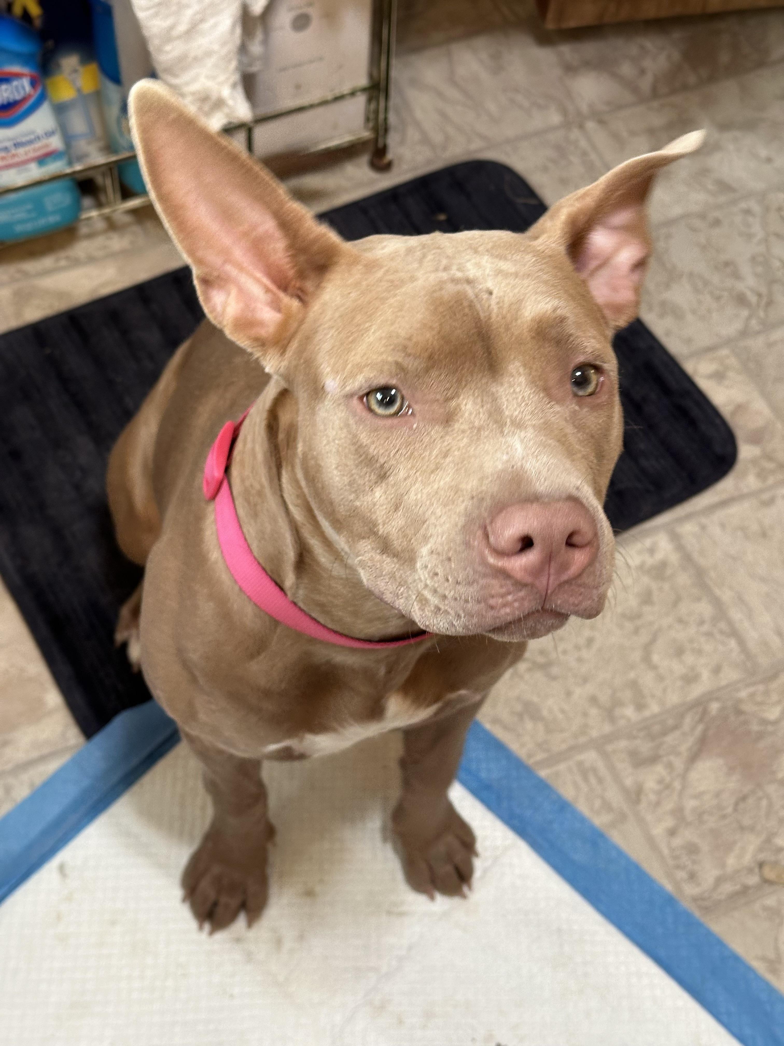 Holly 0224, an adoptable Pit Bull Terrier in Sonora, CA, 95370 | Photo Image 6