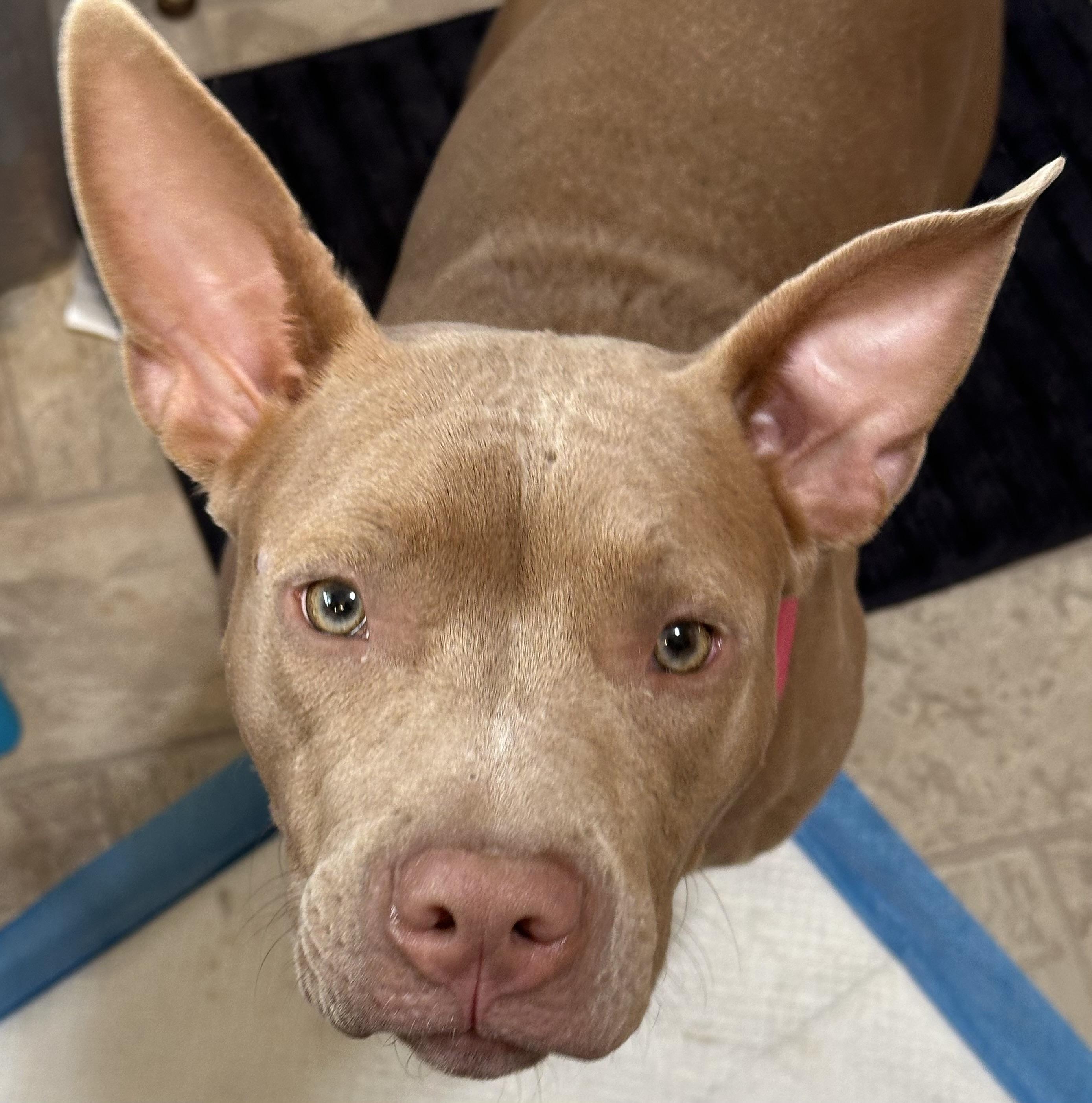 Holly 0224, Adoptable, Young Female Pit Bull Terrier.