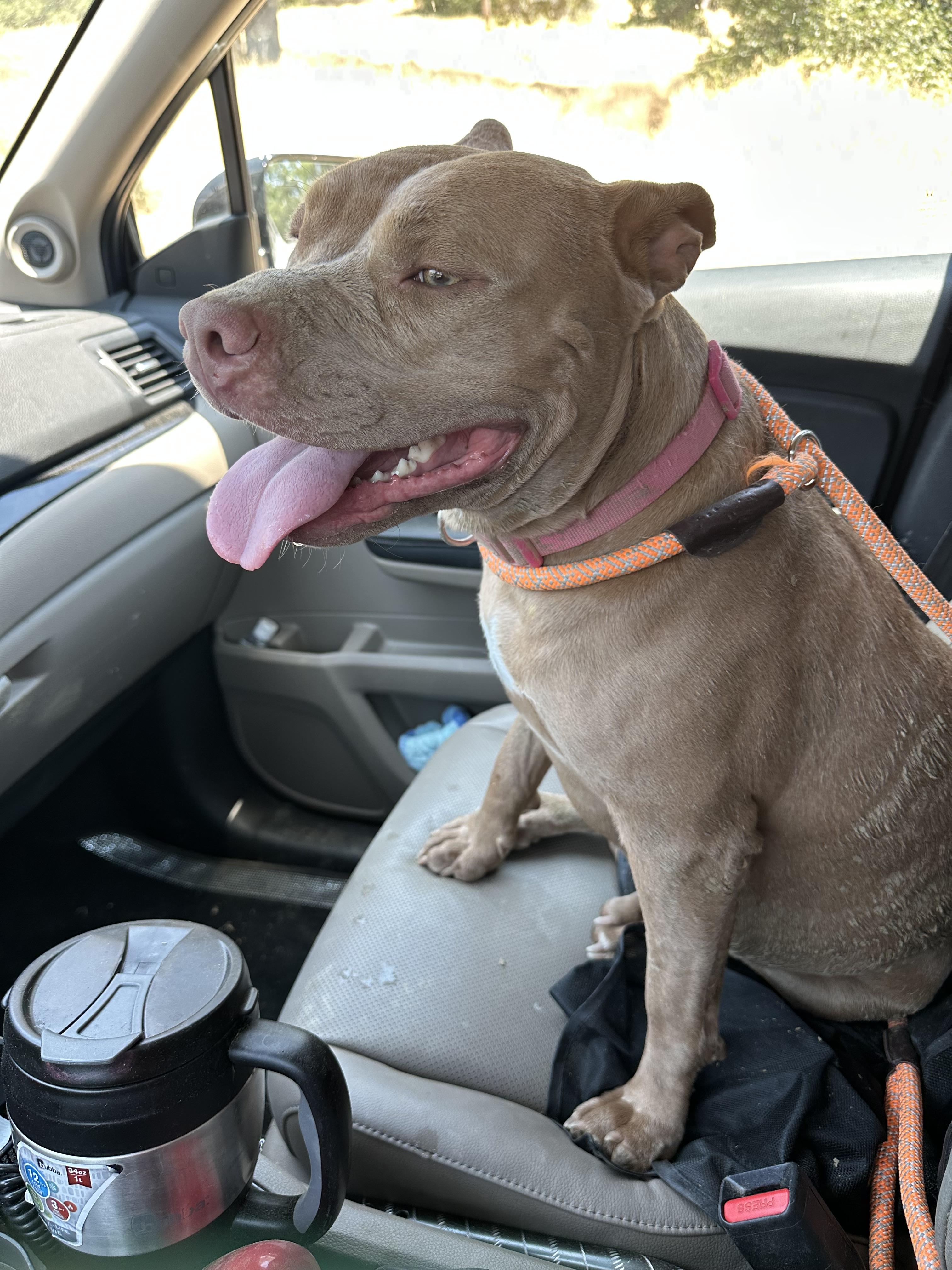 Enlarge Holly 0224, a Adoptable mixed breed in Sonora, CA image 5/6