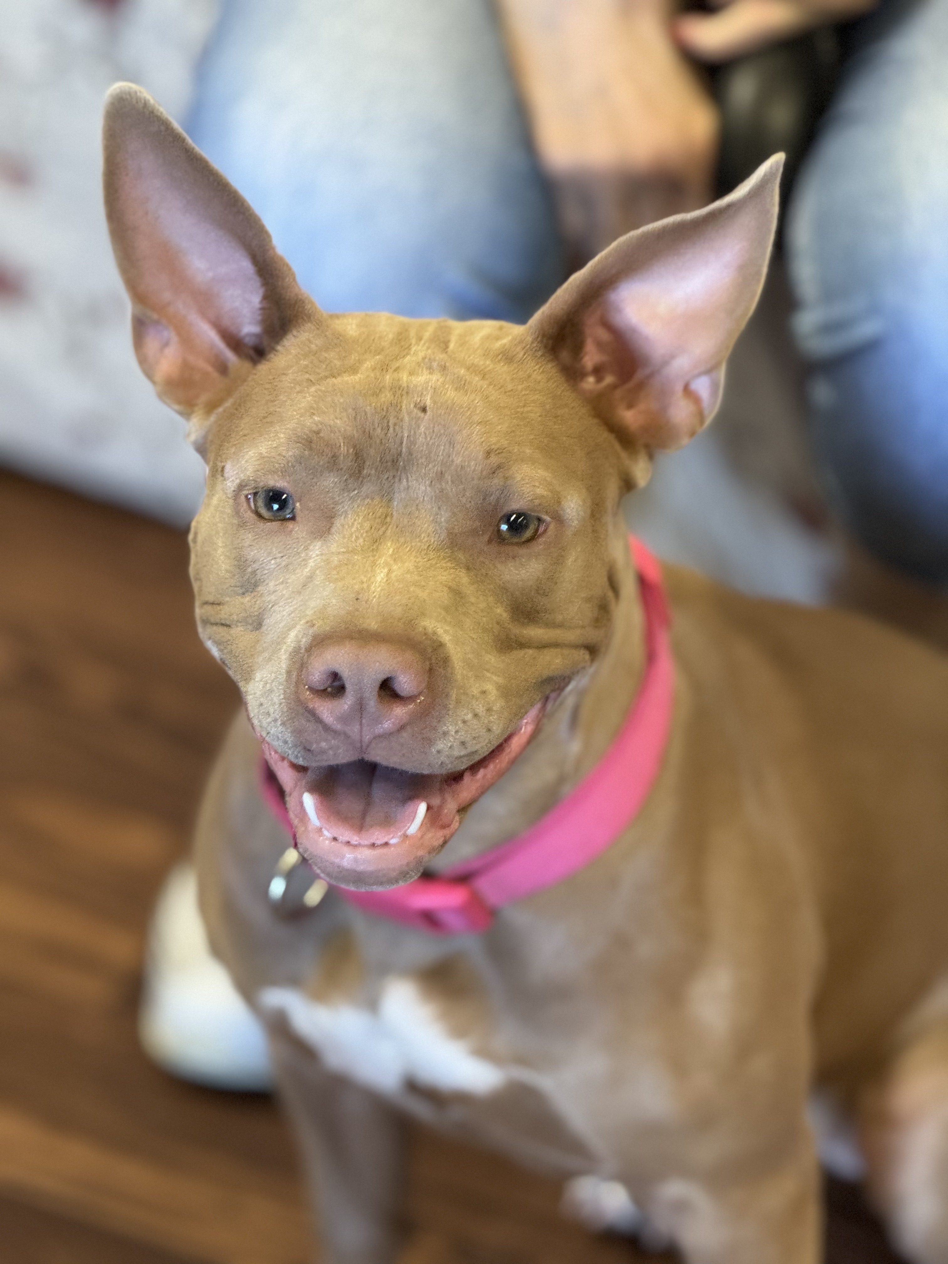 Enlarge Holly 0224, a Adoptable mixed breed in Sonora, CA image 6/6