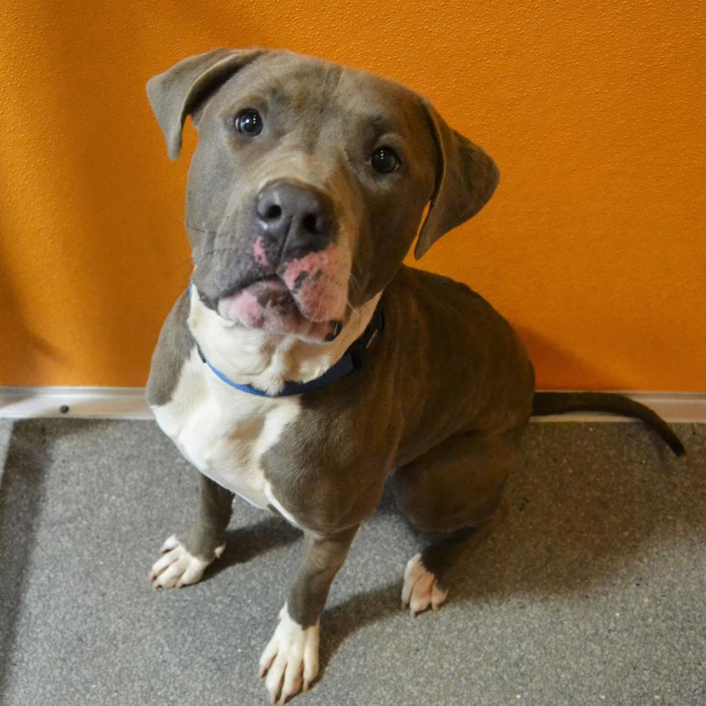 Widget — thumbnail 5