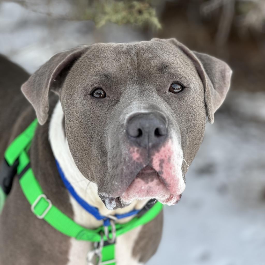 Widget — thumbnail 6