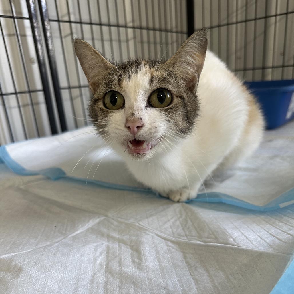Rasputia, a Adoptable Domestic Short Hair in Corbin, KY image 1/2