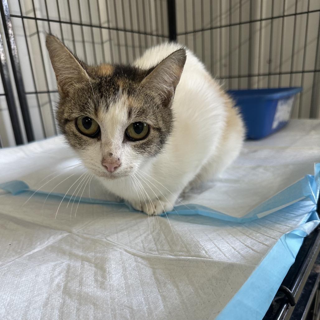 Rasputia, a Adoptable Domestic Short Hair in Corbin, KY image 2/2