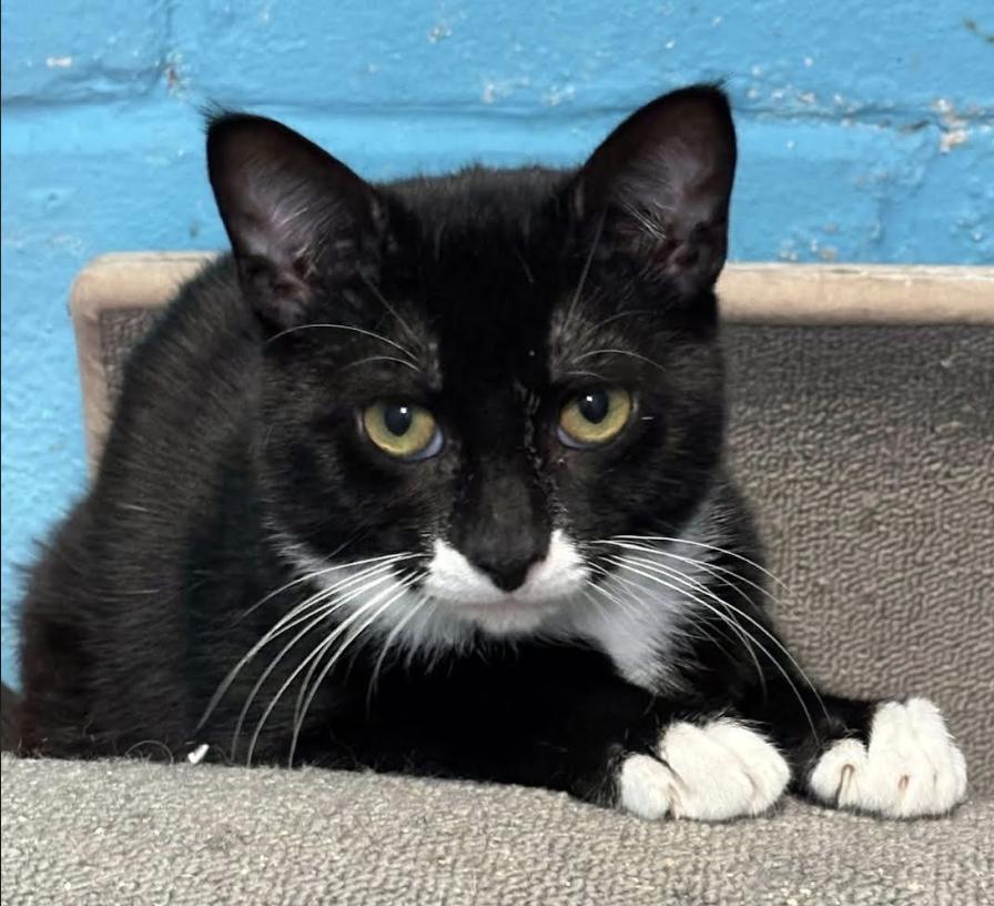 Cobbler, a Adoptable Domestic Short Hair in Long Beach, NY image 5/6