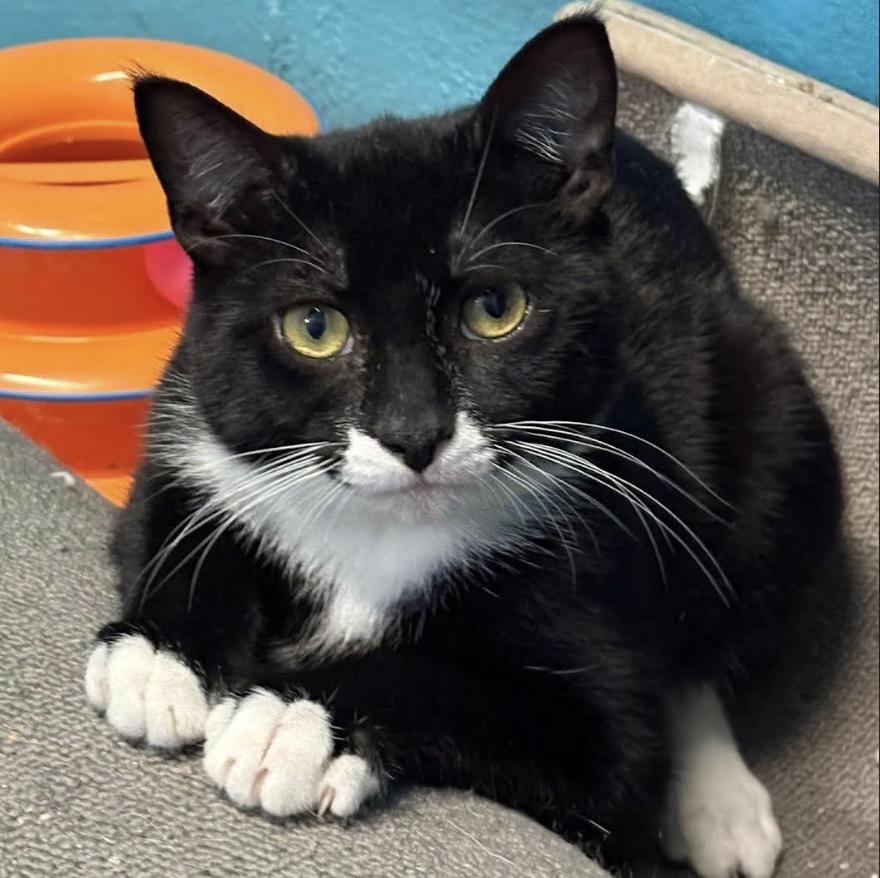 Cobbler, a Adoptable Domestic Short Hair in Long Beach, NY image 3/6