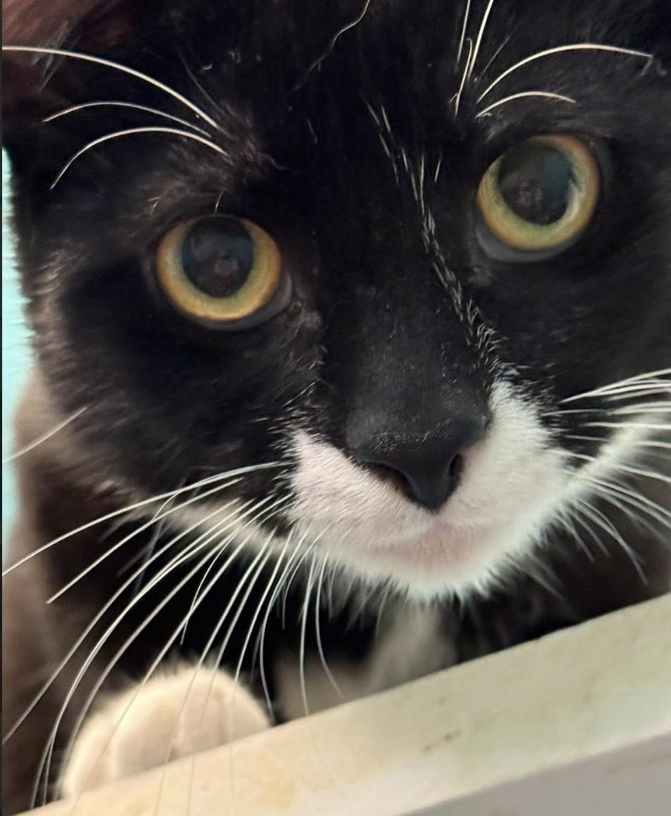 Cobbler, a Adoptable Domestic Short Hair in Long Beach, NY image 6/6